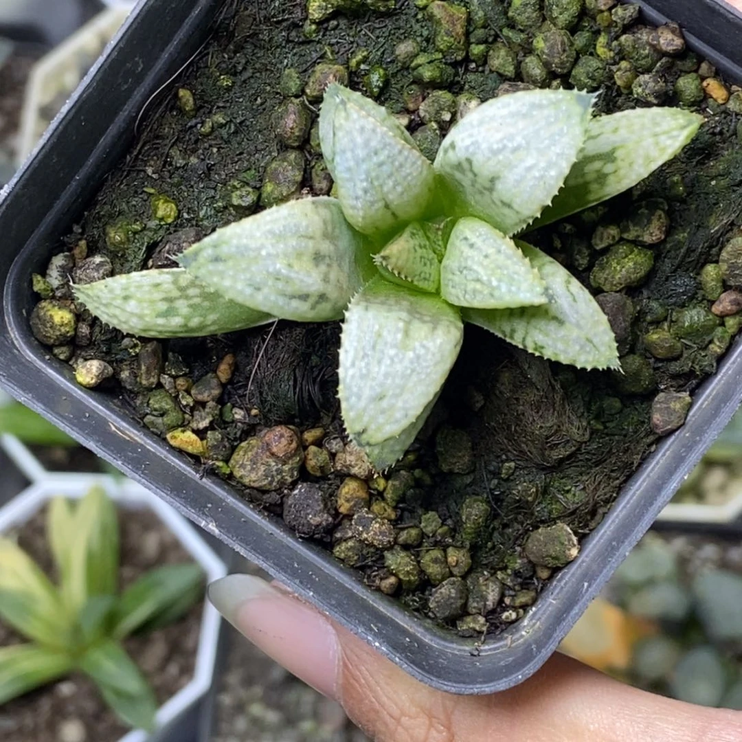 冬与春交头盖繁殖一物一拍