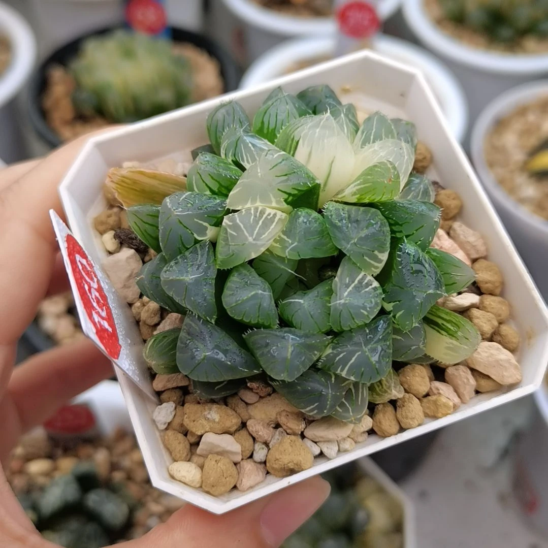 160号花翼玉露锦2个头一物一拍带盆土发货