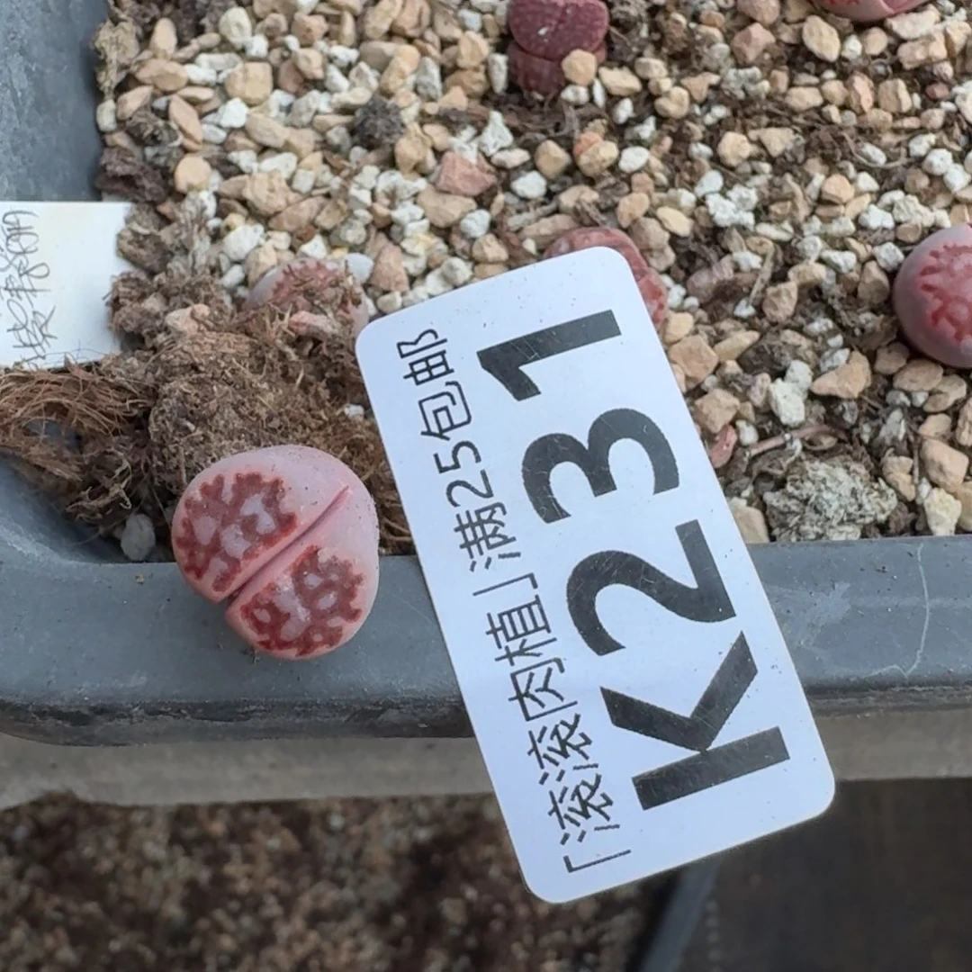 じ****K231新品紫寿丽三年