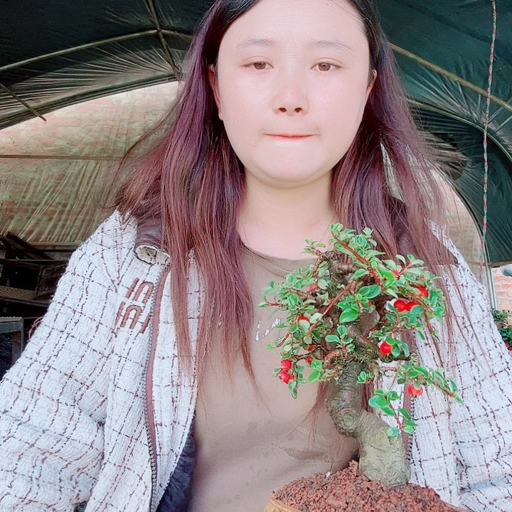 无花朵白花栒子，带盆包邮，漂亮