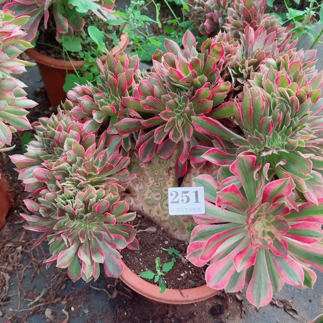 251女神缀化多肉植物满28包邮