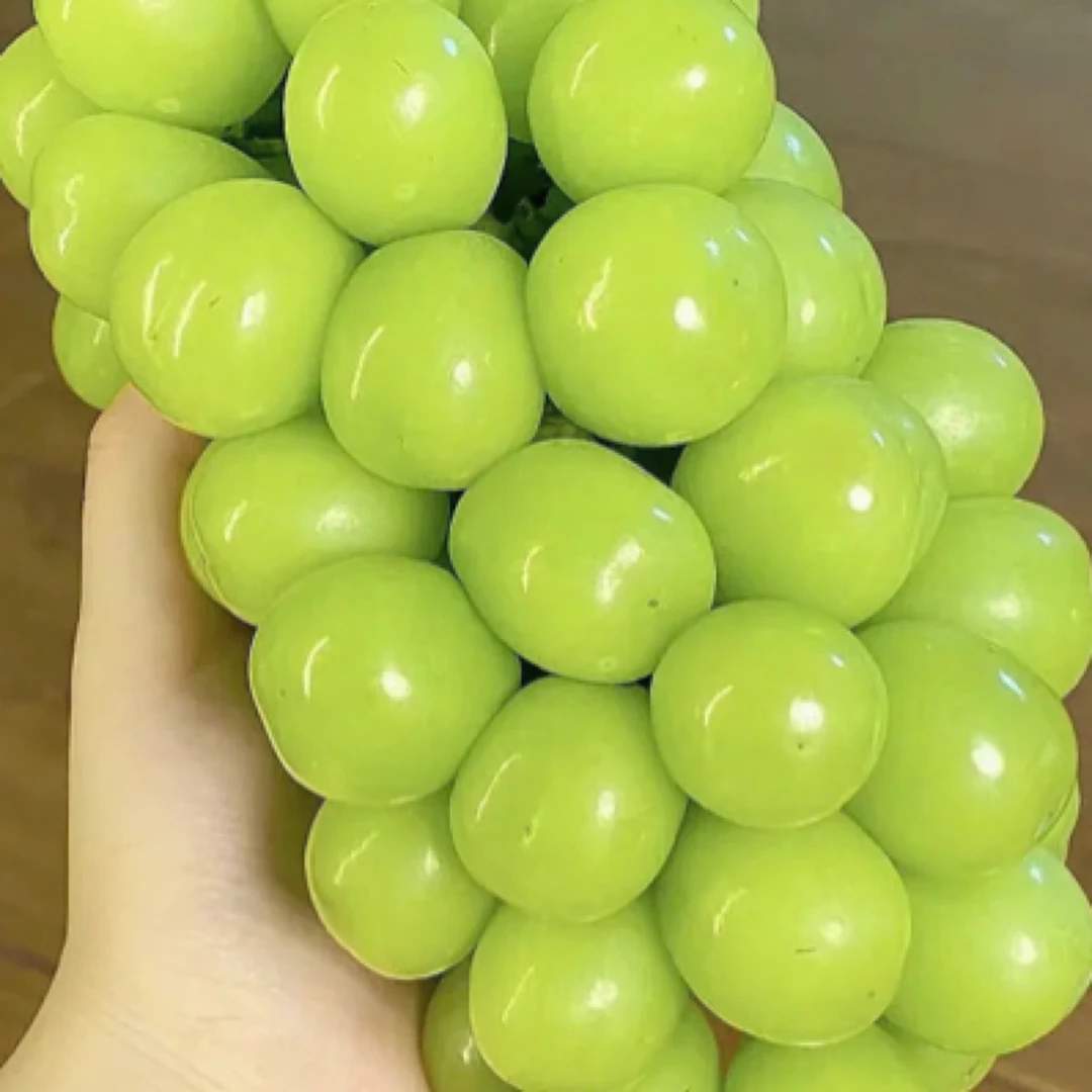 【当季时令】阳光玫瑰大果绿色葡萄一箱3串礼盒装浙江省