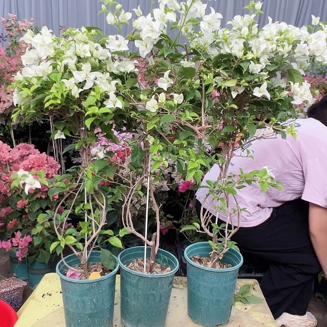 当前无花栽培后可以开花白雪公主带竹一棵