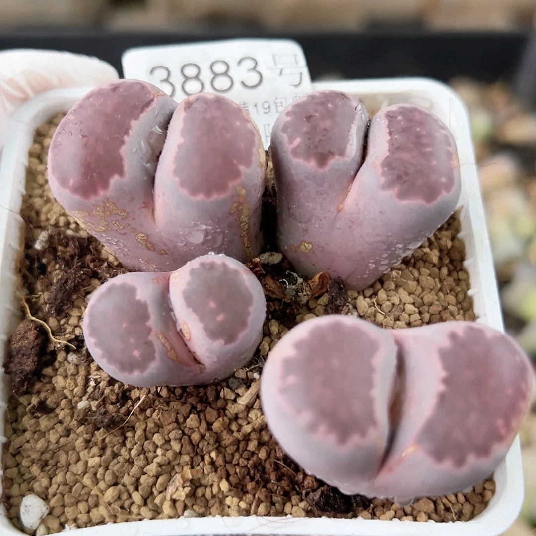 3883 好养易活生石花大母本