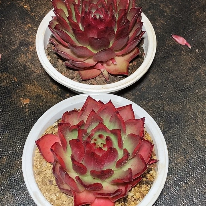 福利东云红色系7        2 颗