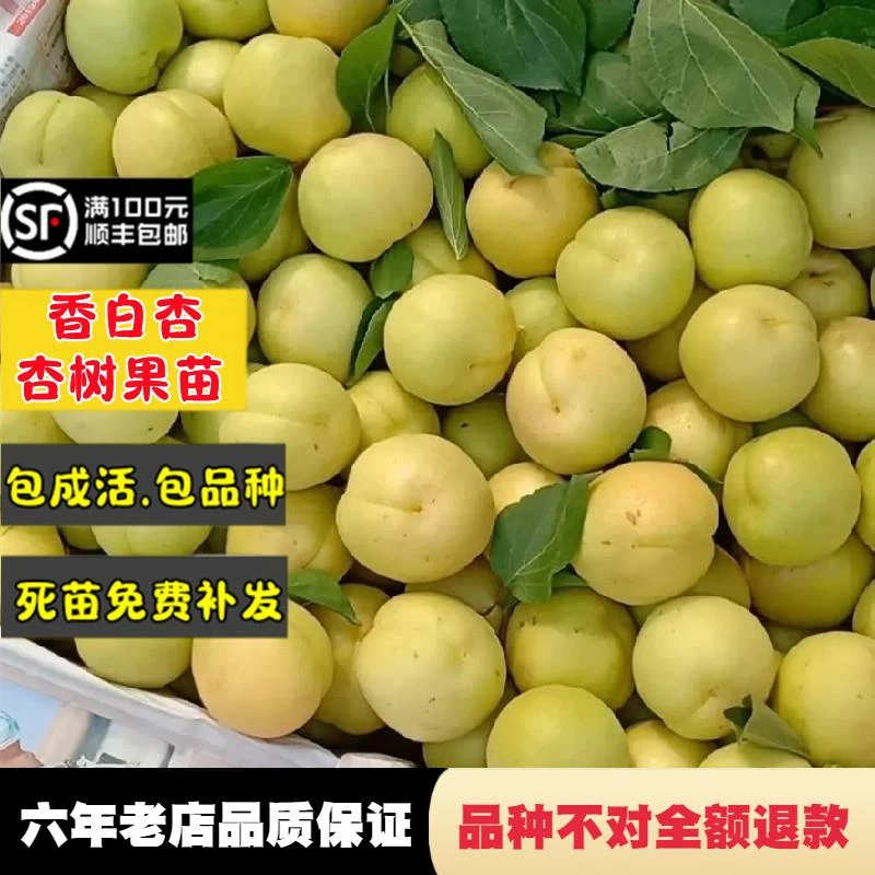 香白杏树苗嫁接纯甜杏子苗盆栽南北方庭院地栽果树果苗当年结果