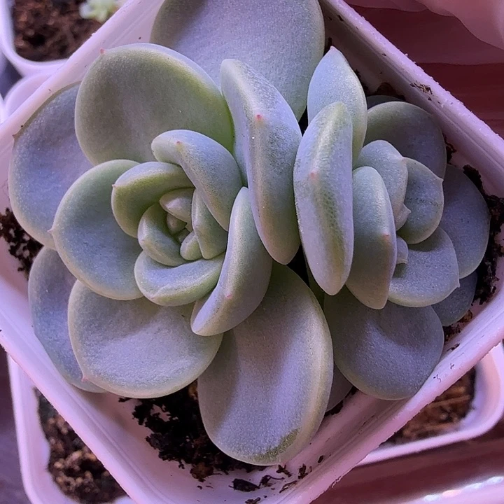 甜心5000叶插苗一物一拍