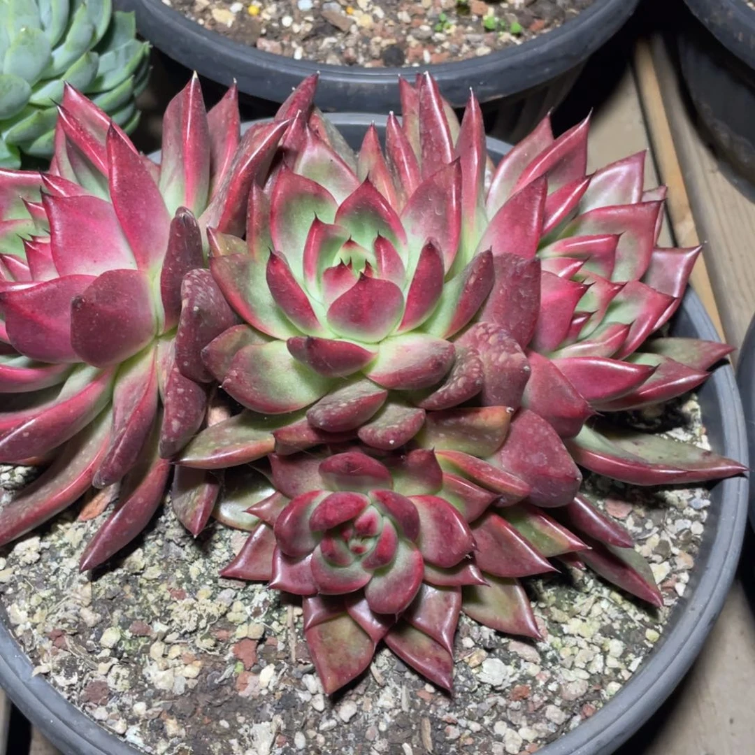 多肉植物多肉植物1524