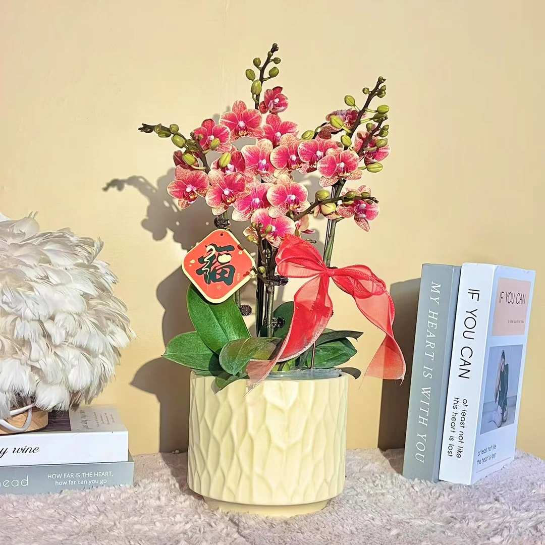 花掌柜 金蝶 聚宝盆 年宵花蝴蝶兰红色花型 室内精品观赏 真花