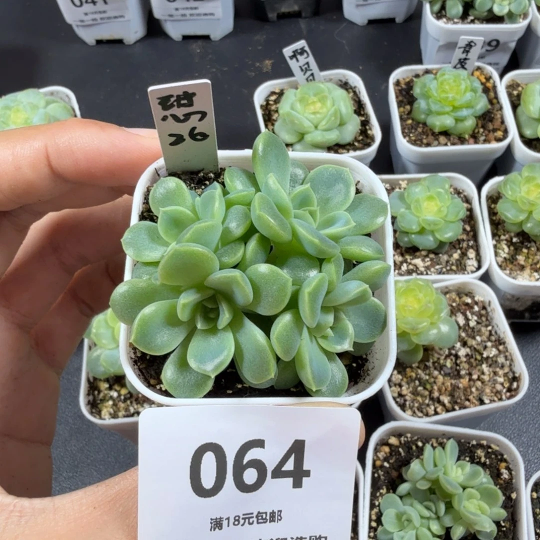ಢ***༊甜心26整的五头一物一拍064