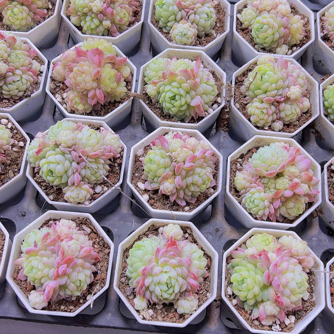 胭脂球带盆带土19包邮