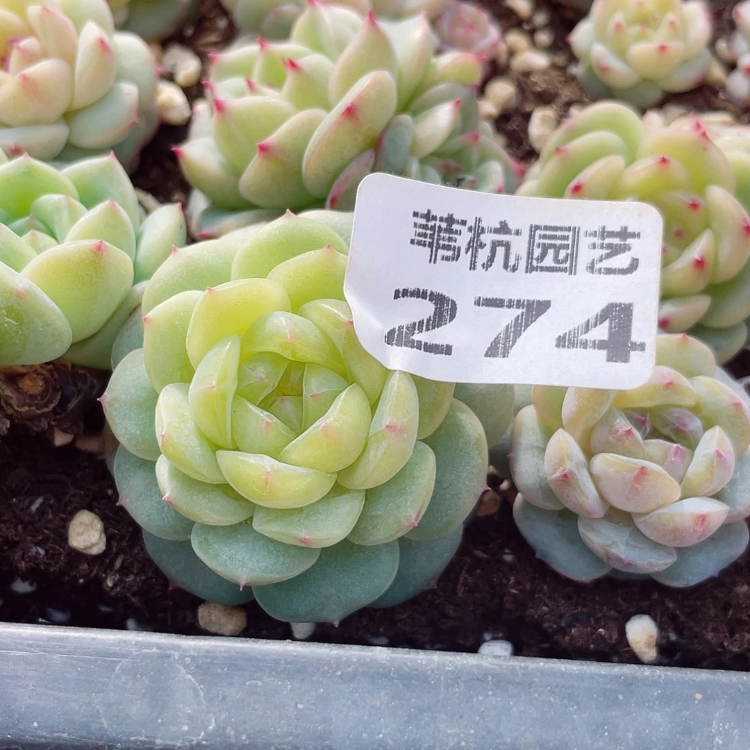 274问了一下自己为什这么