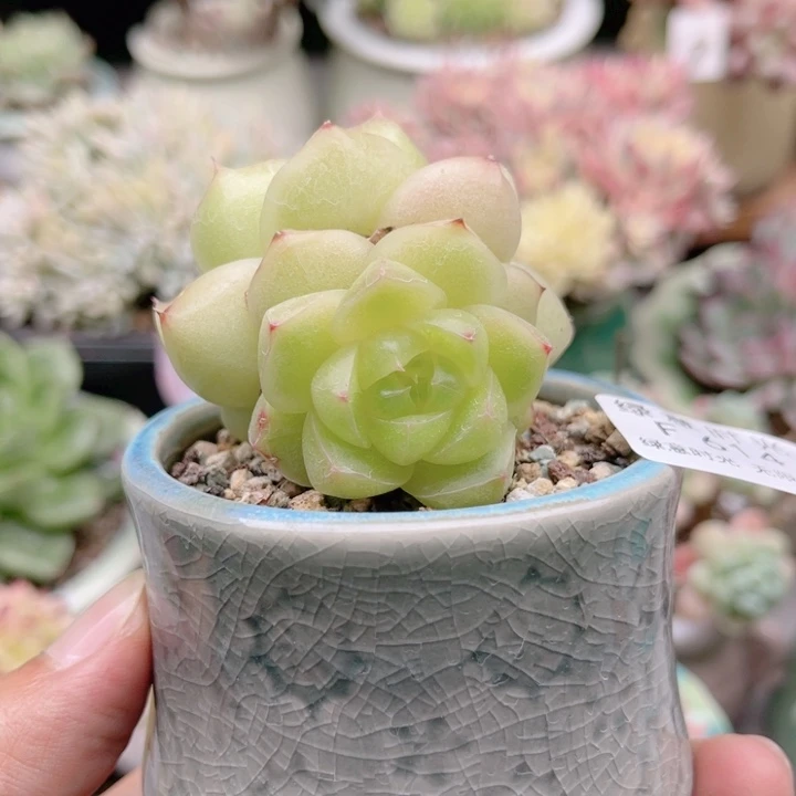 614 珍妮麦秆 带陶瓷盆发货 满28包邮