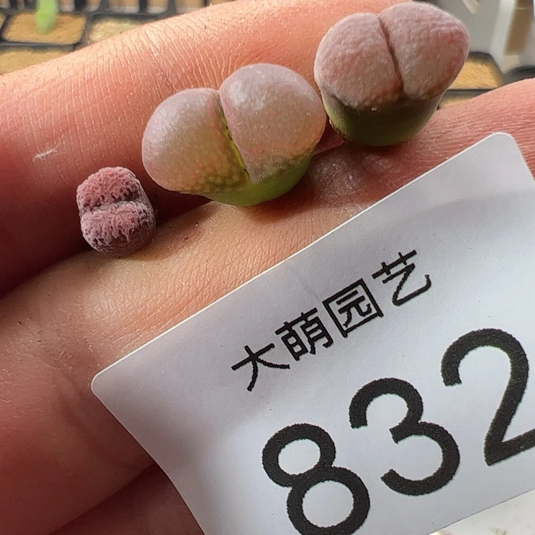 0000832 一物一拍……