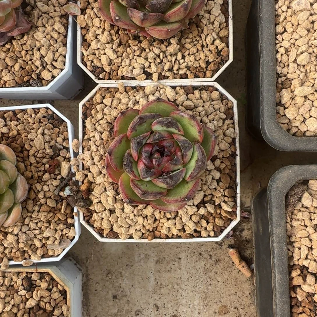 ?****?兴兴园艺。多肉植物