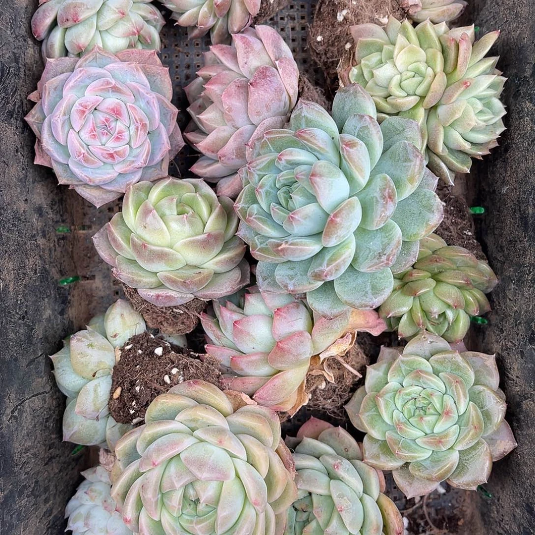 多肉植物一物一拍4-16