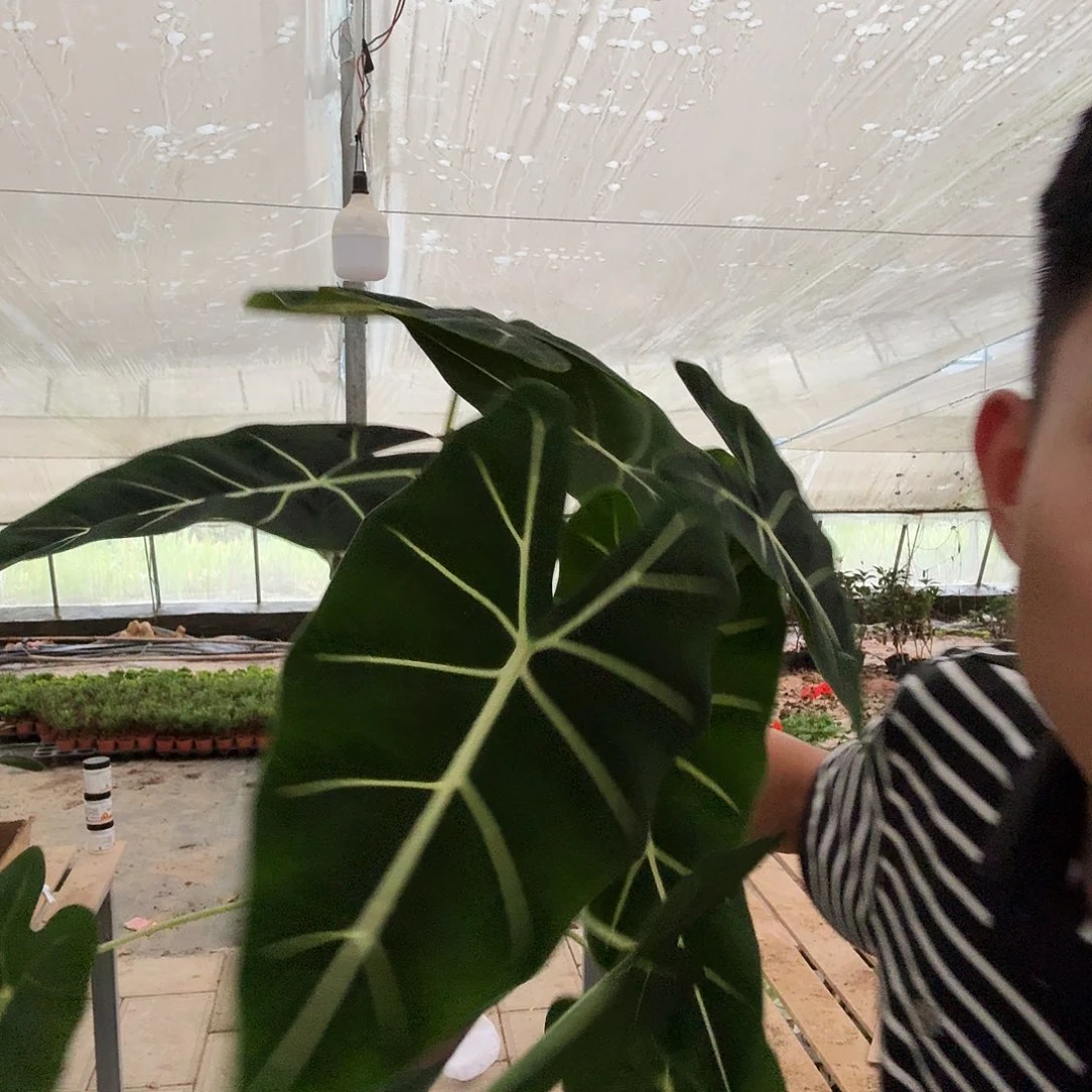 完全开放双科老桩绿天鹅一棵