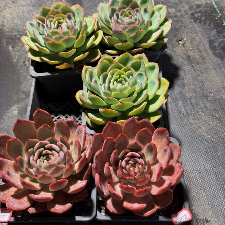 容***老晨露三颗单头麦档娜两颗