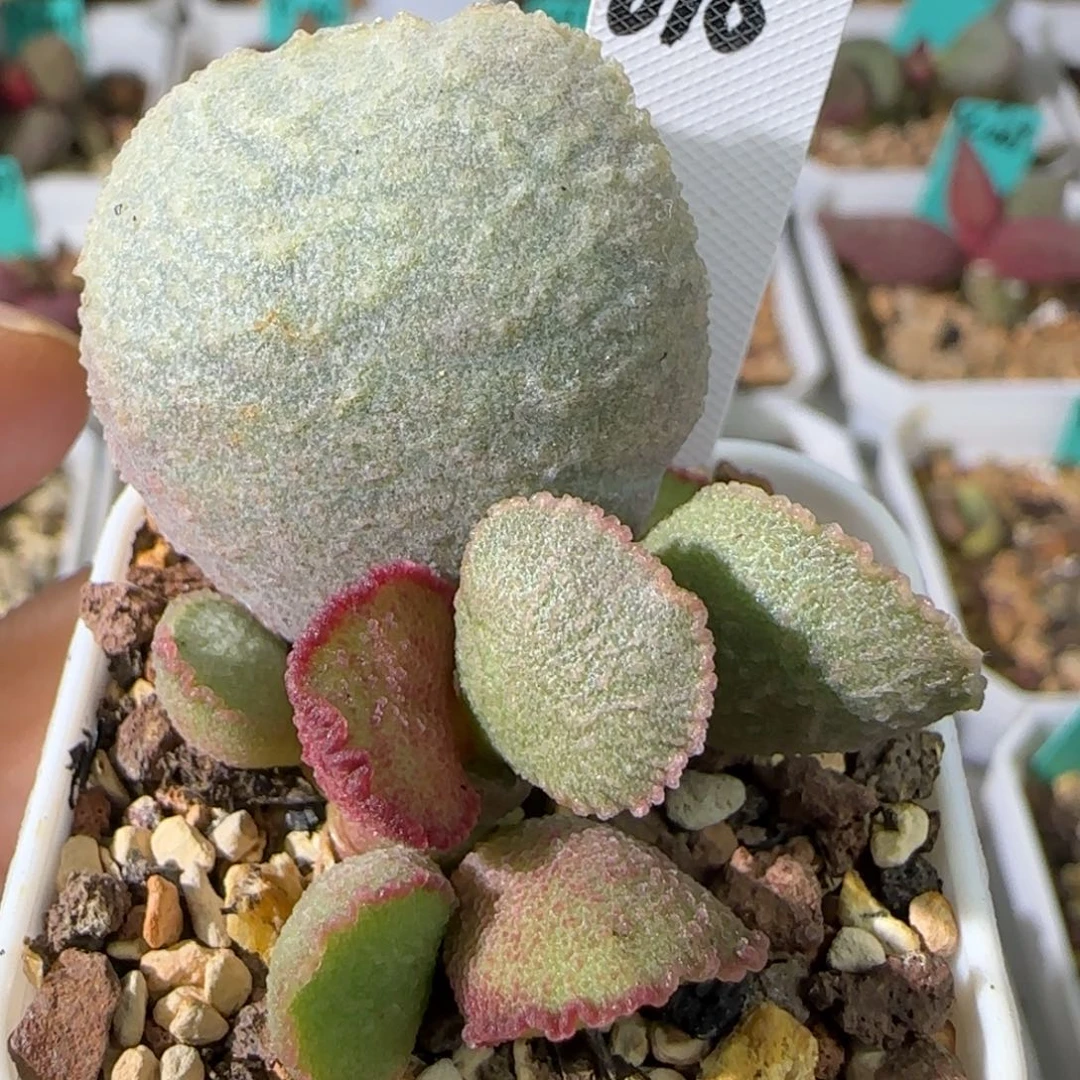 172-018大叶插，四方盆发