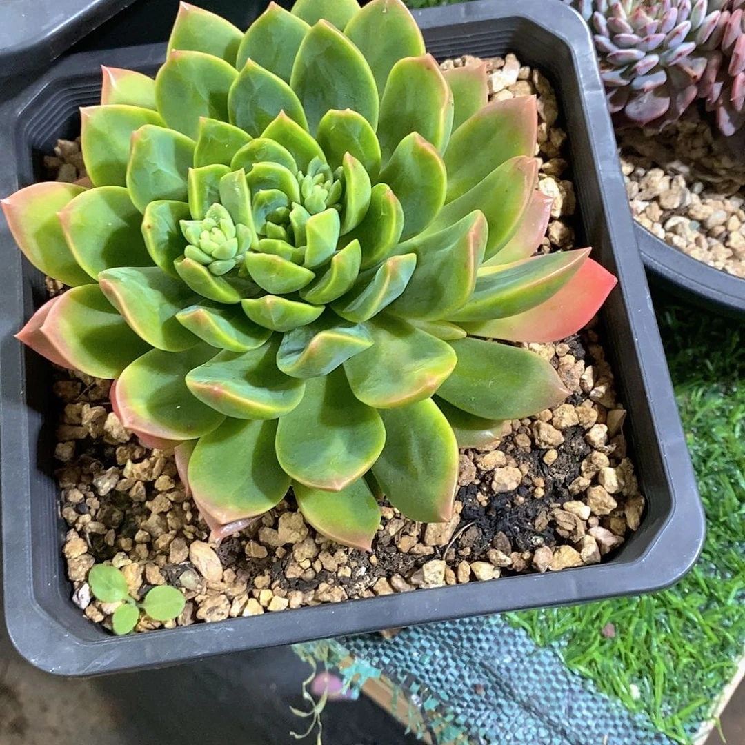 ****生红连多肉植物老桩