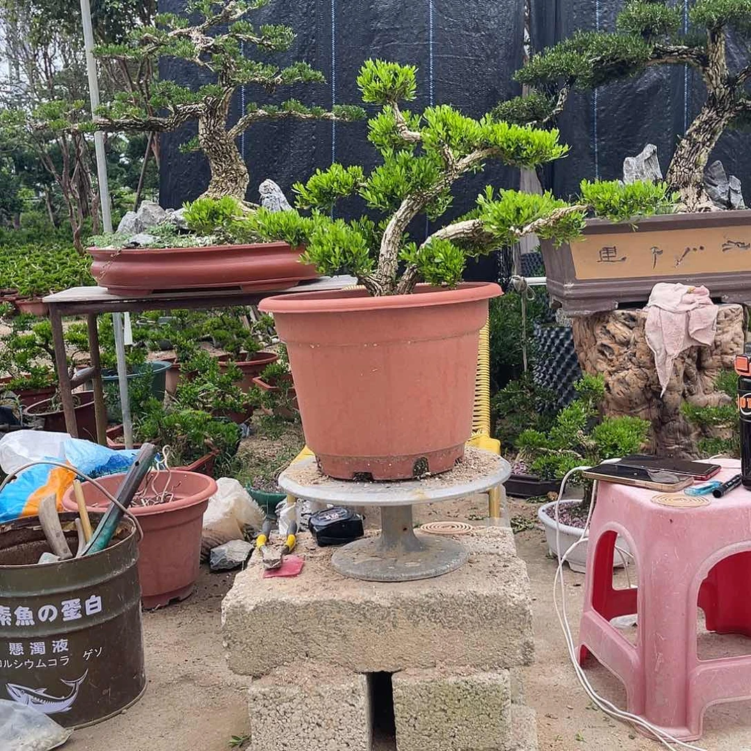 当前无花朵，栽培后可花朵