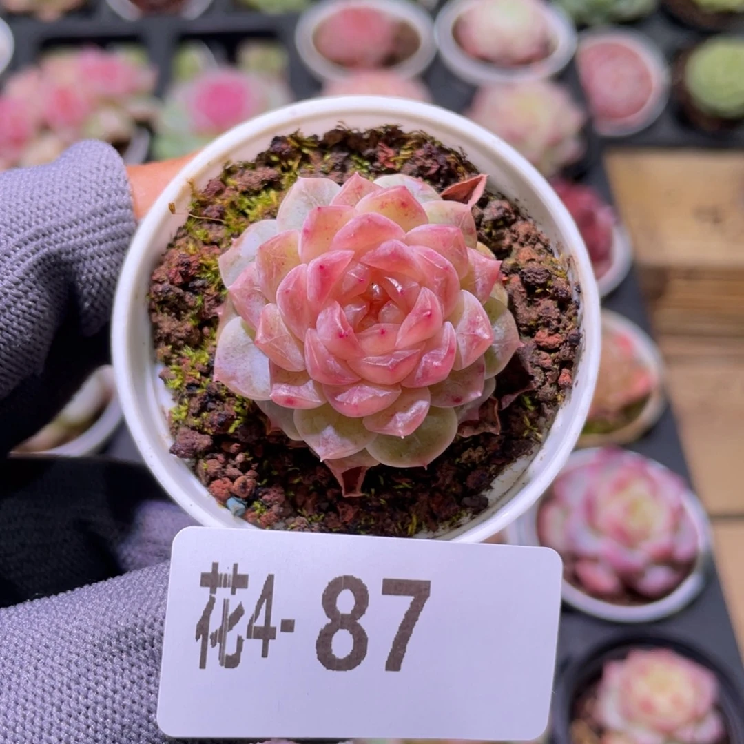 花利美 4-87珍妮