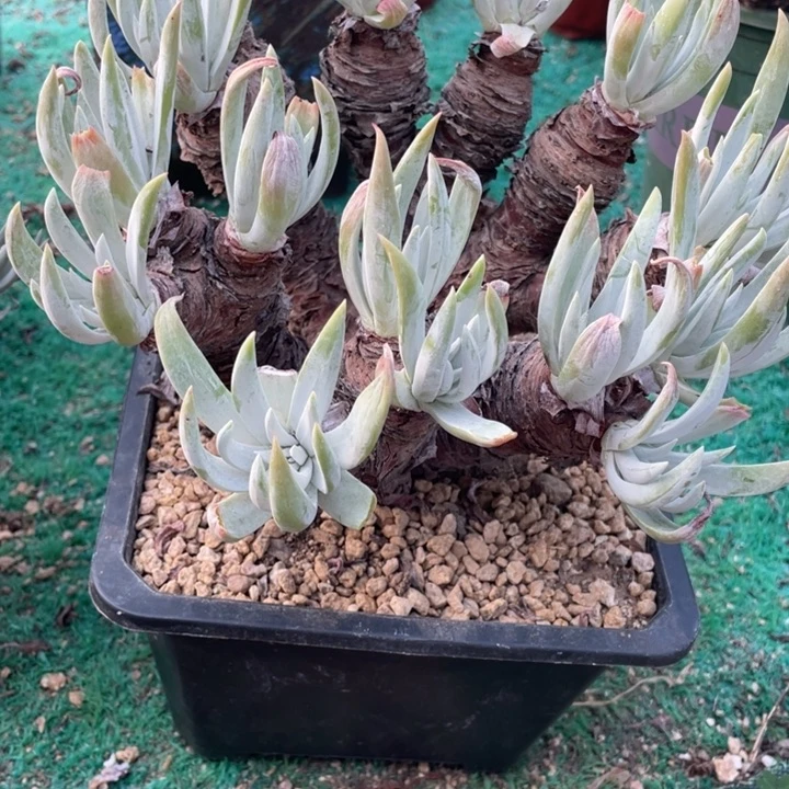 986号奥罗拉多肉植物