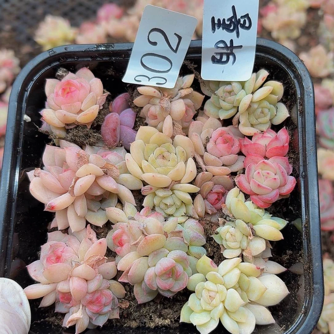 多肉植物多肉植物302量拍