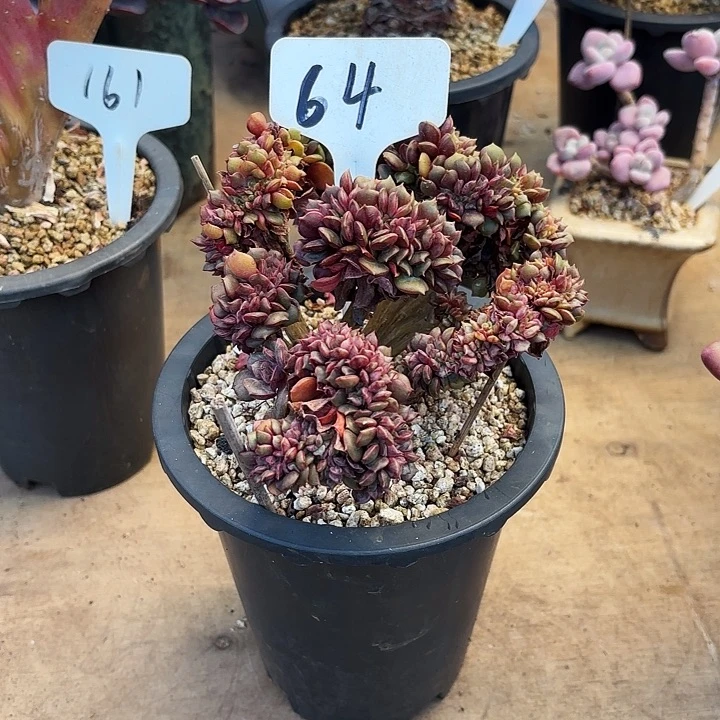 多肉植物，大红袍缀64号