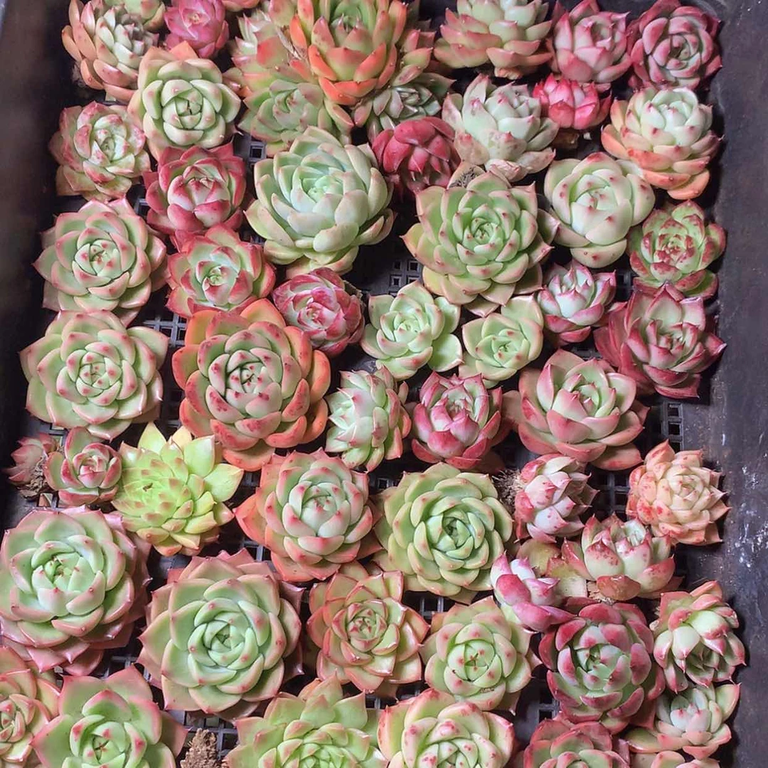 【闪购商品】云403号