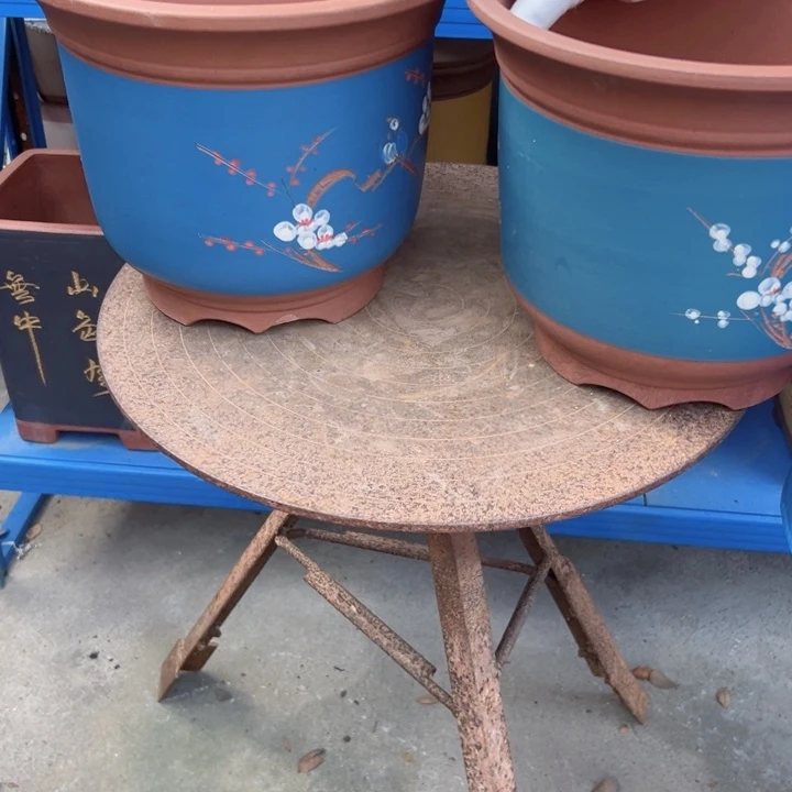 27+27蓝点菜金钟花盆花盆花盆