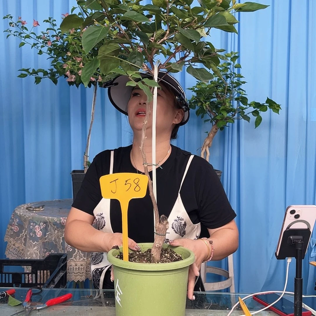 绽***笑当前无花栽培后可以开花J58金色光辉