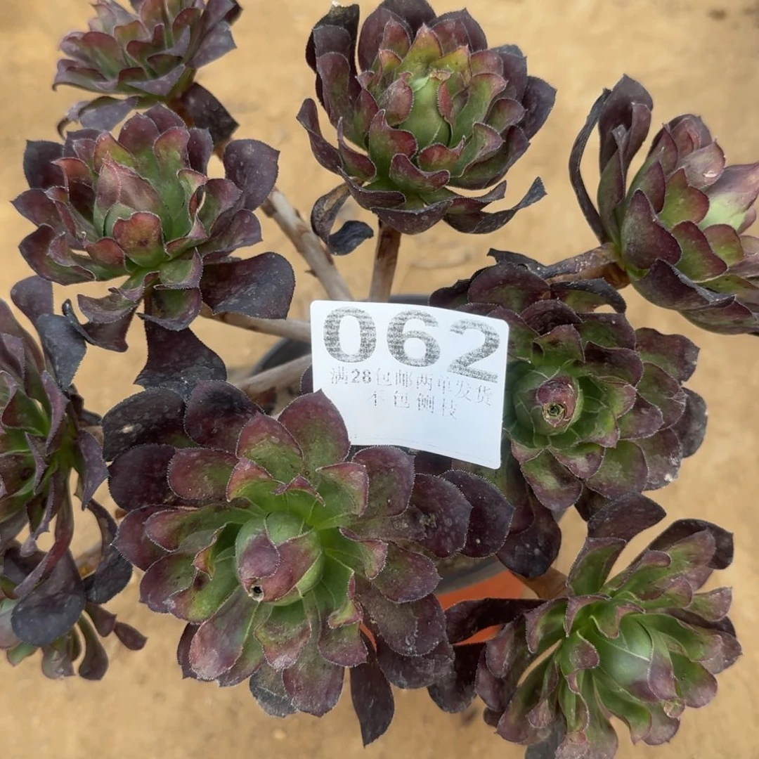 62号少年清棚不包损