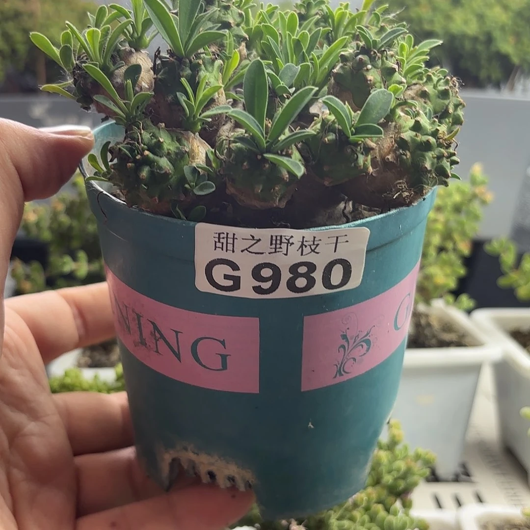菠萝。                 980。
