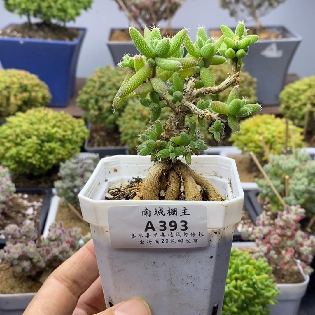 393老桩玉米枝干番杏