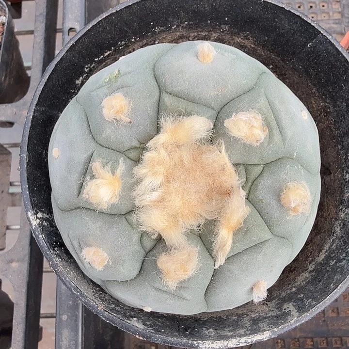 实生大海鲜7仙人球