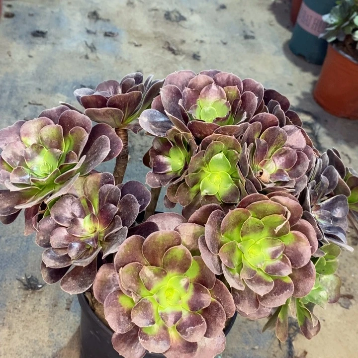 欧若拉多肉植物10