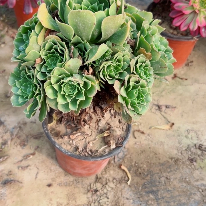 264绿羊绒多肉有掉头一个