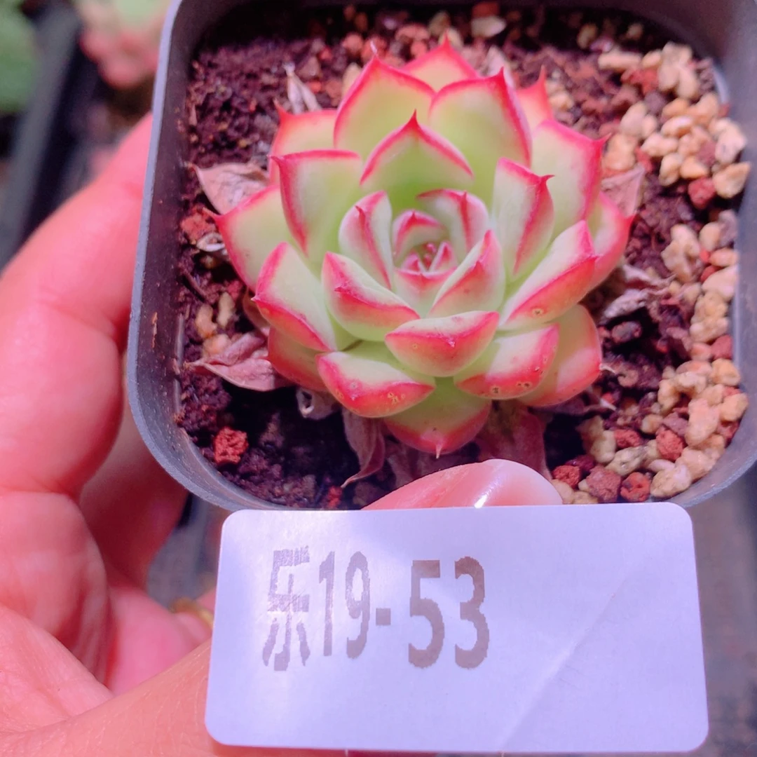 乐然19-53 荷花单头