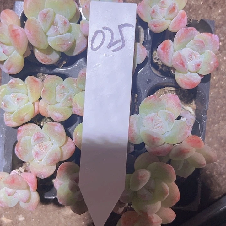 巣***艺025超优选双头带桩奶油冰玉，