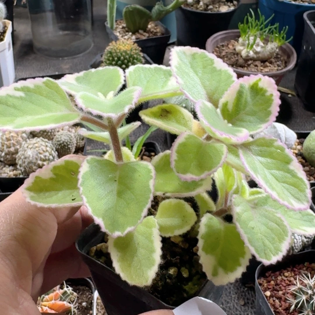 405碰碰香锦带盆发货