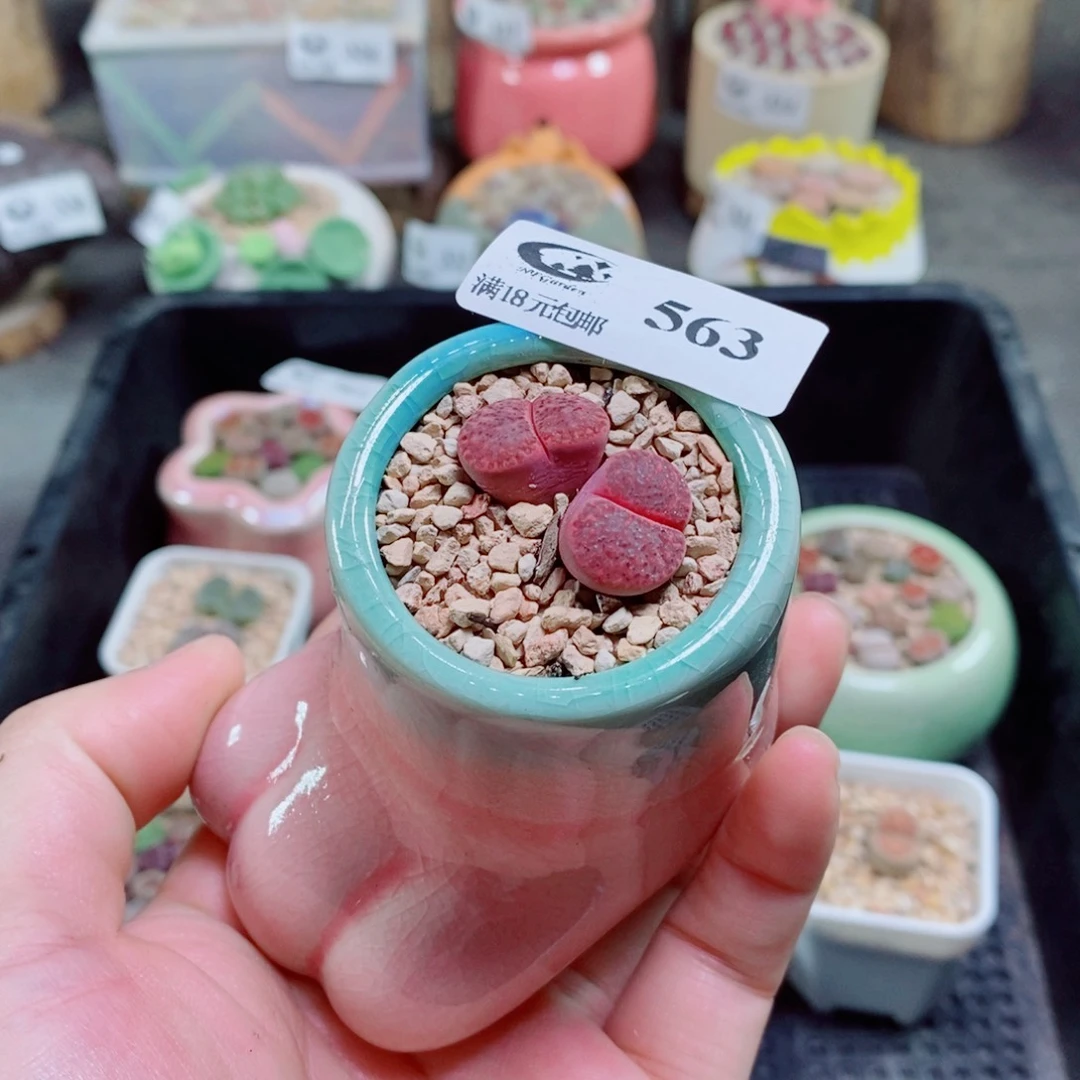 生石花花花花花花花花563