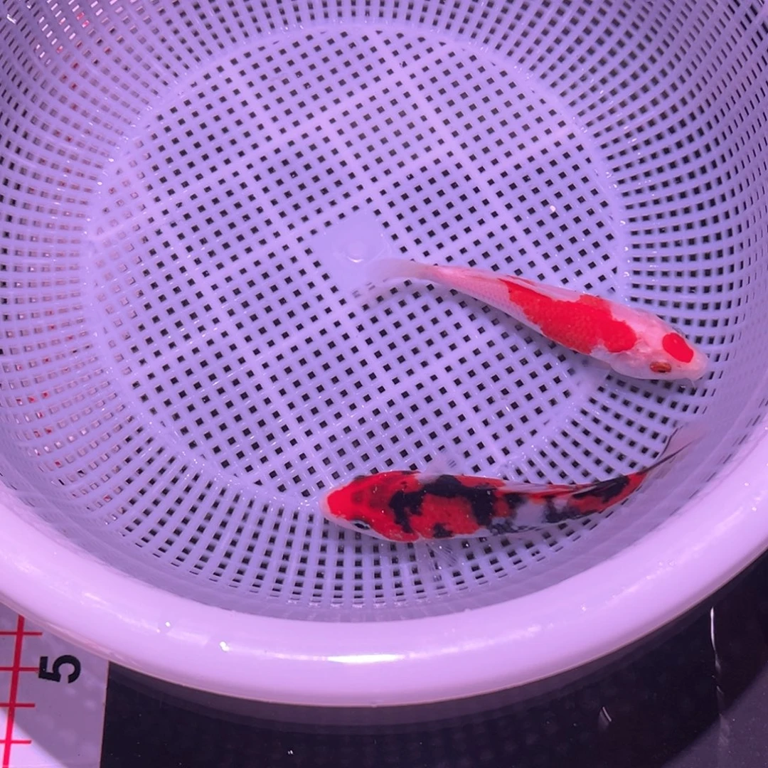 锦鲤锦鲤观赏鱼8888