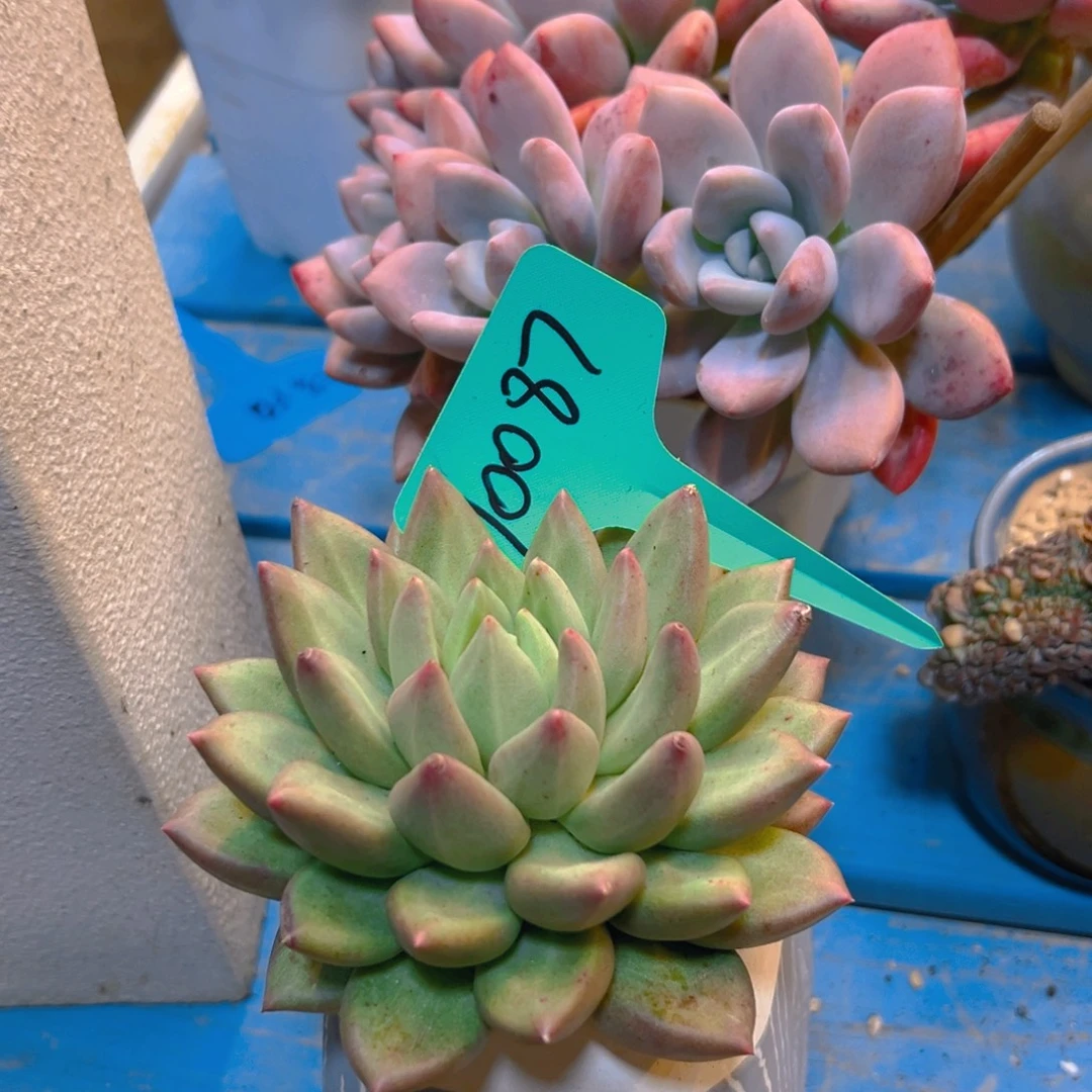 米其林10087号一物一拍