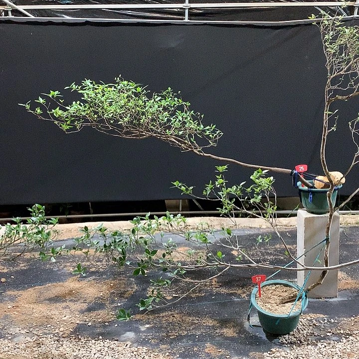 当前无花栽培后可以开花厚****事1