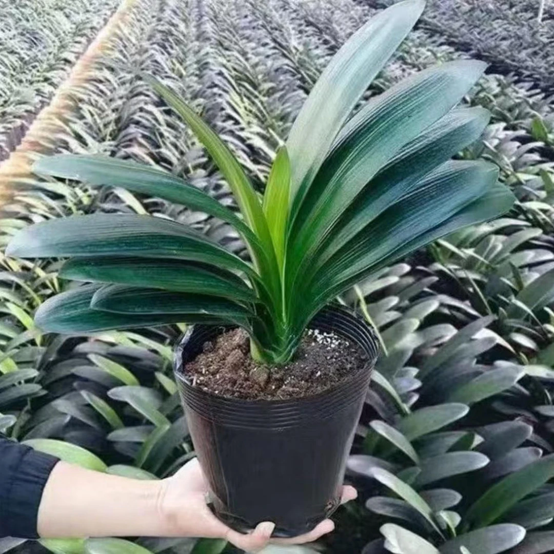 精品君子兰6-8片室内桌面盆栽植物花卉盆栽净化空气植物