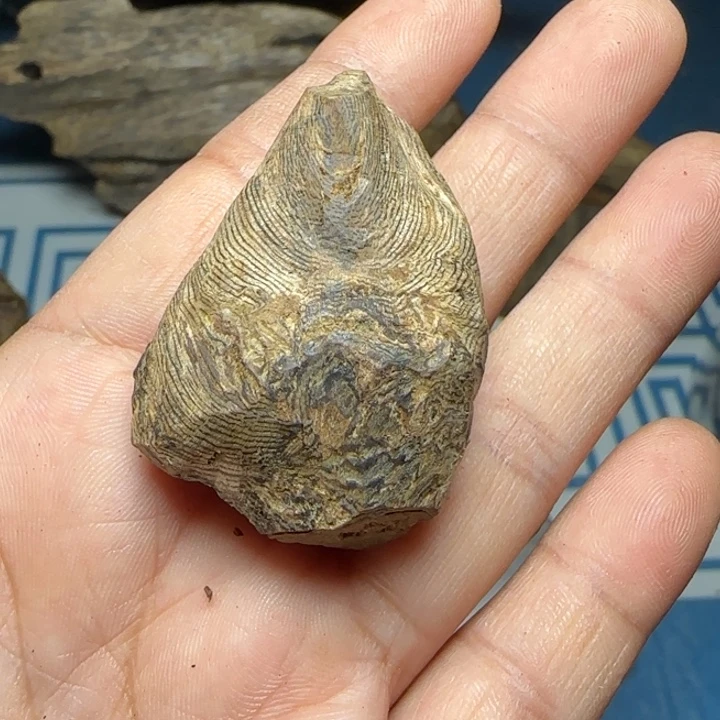 木质母树绿奇大树丁9克