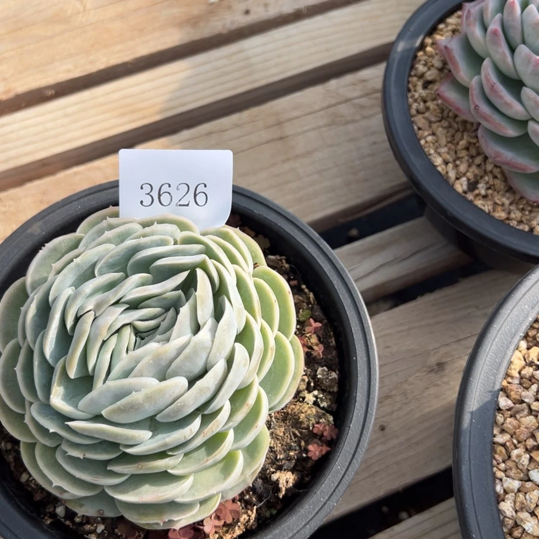 陆*子3626多肉多多多多多