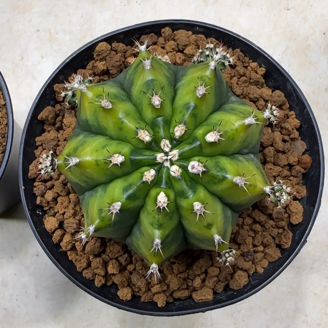 泰系乌贼A带盆土发货