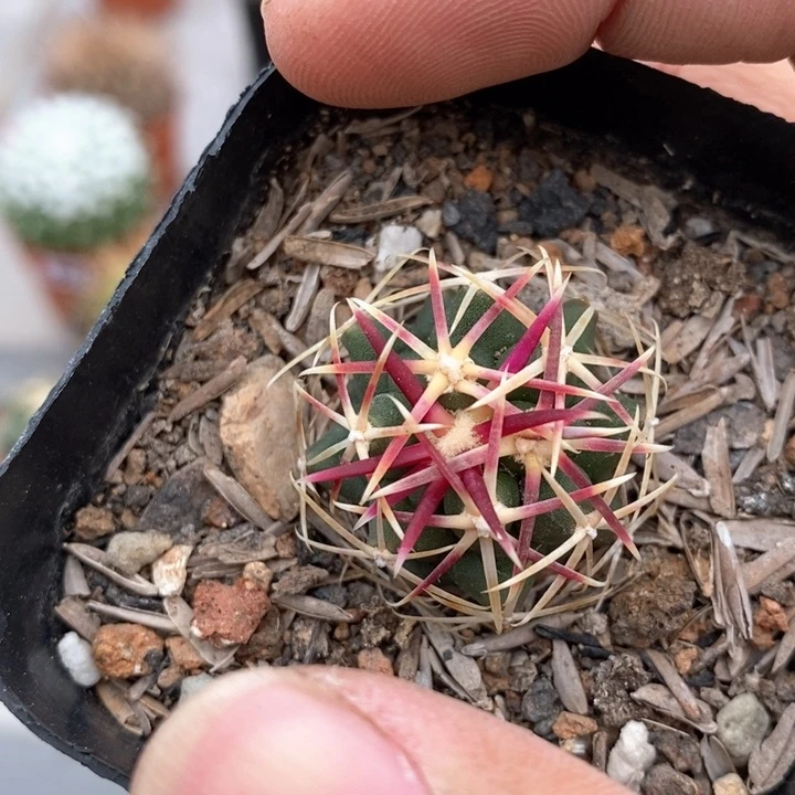 【闪购商品】452大红鹰